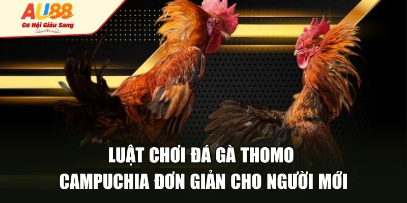 Luật chơi đá gà Thomo Campuchia đơn giản cho người mới